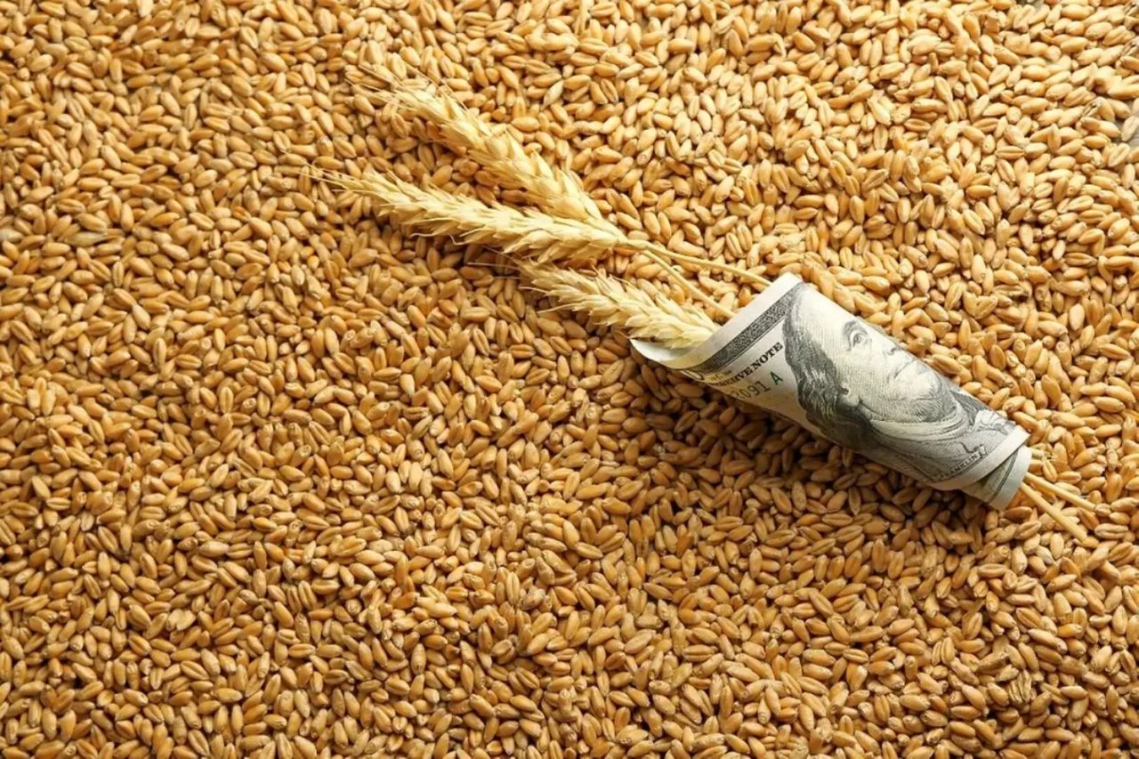 هشدار درباره بازار گندم: دلالان قیمت را تا ۶۰ هزار تومان افزایش دادند