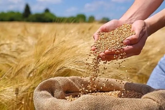 زمان تعیین نرخ تضمینی گندم برای سال زراعی آینده مشخص شد