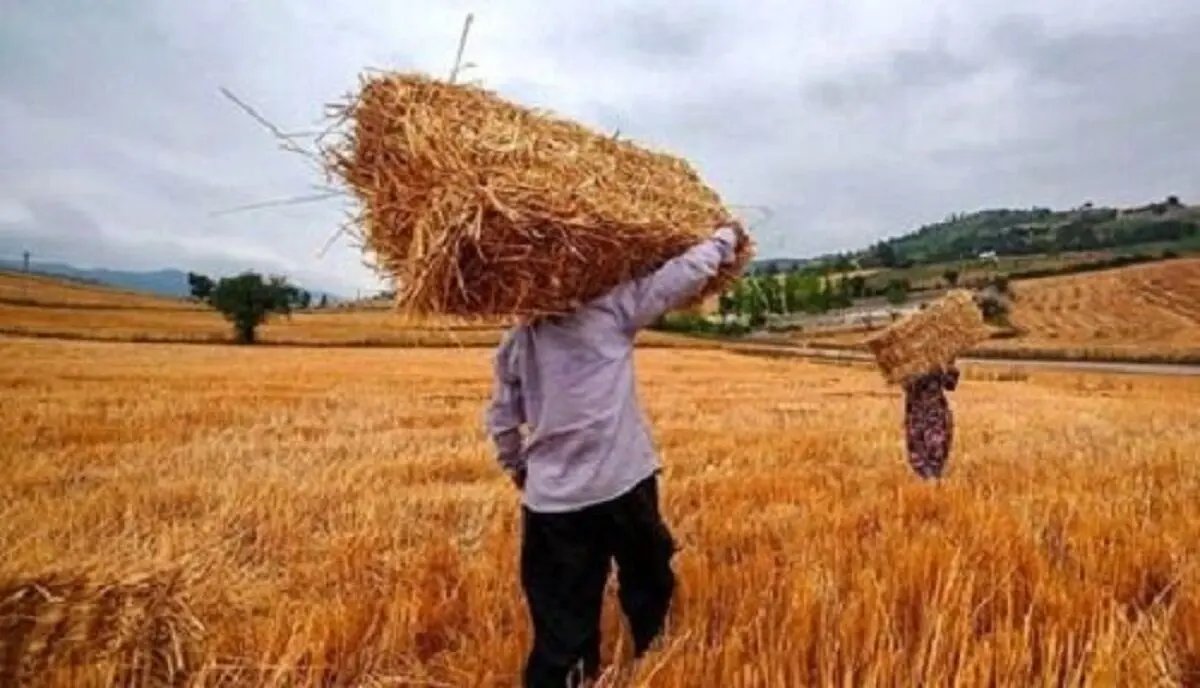 وعده دولت به گندمکاران: تسویه ۸۰ هزار میلیارد تومان مطالبات تا پایان هفته آینده
