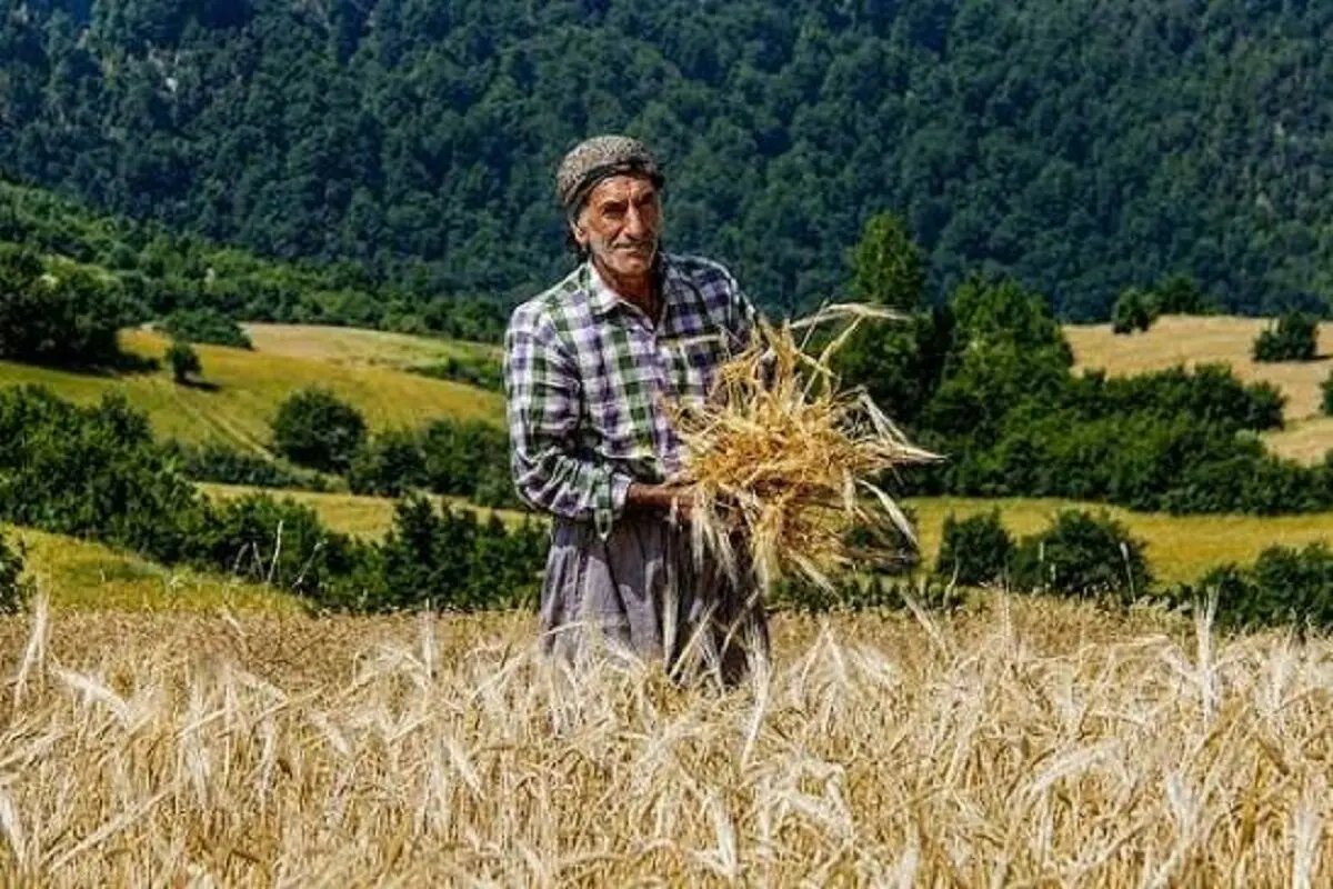 بلاتکلیفی کشت پاییزه گندم در پی تاخیر در اعلام نرخ خرید تضمینی