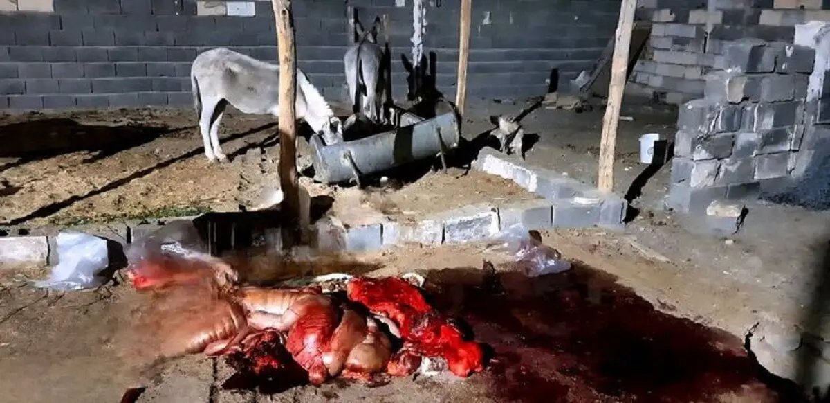 کشف ۱۰۰ کیلوگرم گوشت الاغ در ساوه؛ محموله در مسیر تهران توقیف شد